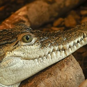 Philippine crocodile : Crocodiles of the World : 26 Sep 2025