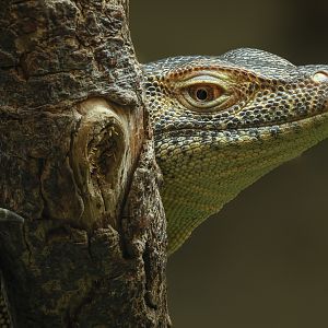 Mertens's water monitor : Crocodiles of the World : 26 Sep 2025