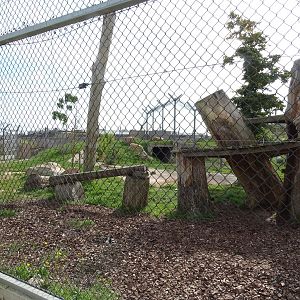 Rotational lion and tiger exhibit