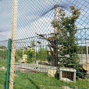 Serval and caracal exhibit