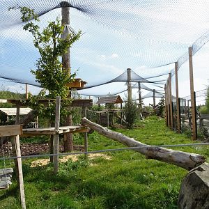 Serval and caracal exhibit