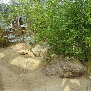 Meerkats exhibit