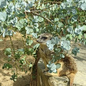 Meerkat