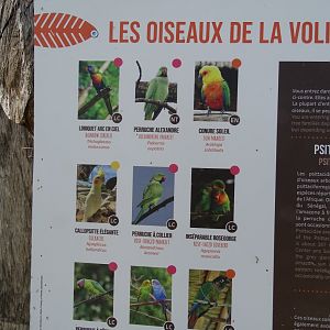 Parrot aviary species list