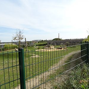 Lamas and bactrian camels exhibit