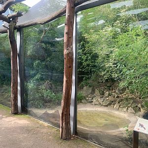 1st Ring-tailed Vontsira enclosure