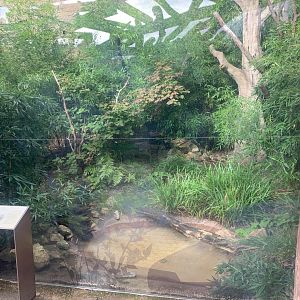 2nd Ring-tailed Vontsira enclosure