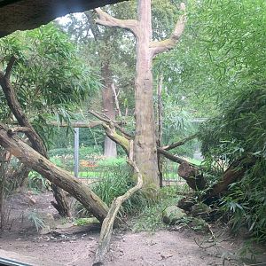 Southern Oncilla outdoor enclosure