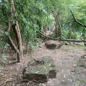 Southern Oncilla outdoor enclosure