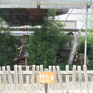 Serval and caracal exhibit