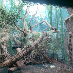 Margay indoor enclosure