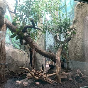 Southern Oncilla indoor enclosure