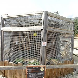 Siberian chipmunks, Java sparrows and serinus canaria x carduelis carduelis aviary