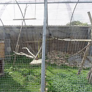 Crab-eating macaques aviary