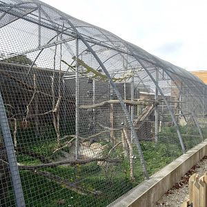 Crab-eating macaques aviary