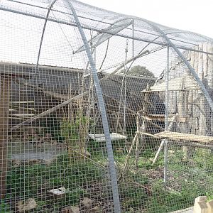 Brown capuchin aviary