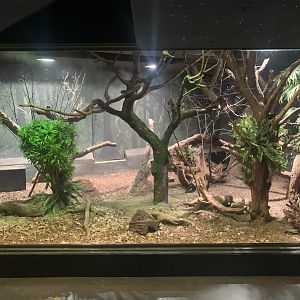 New Guinea Short-beaked Echidna and Sugar Glider enclosure