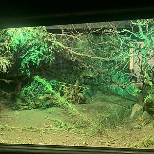 Indomalayan Bamboo Rat and Northern Dry Zone Slender Loris