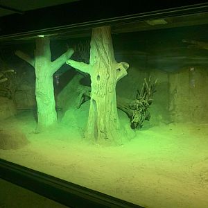 Aardvark, Southern Springhare and Senegal Galago enclosure