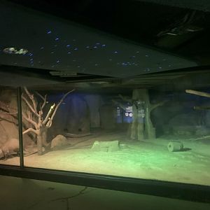 Aardvark, Southern Springhare and Senegal Galago enclosure