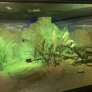 Plains Viscacha enclosure