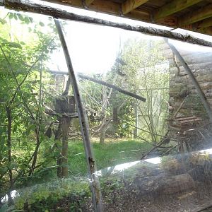 golden-handed tamarin exhibit