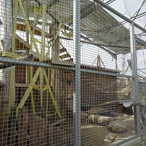 Raccoon and brown capuchin exhibit