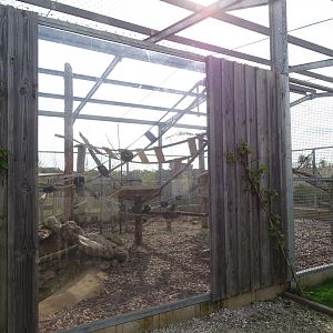 Crab-eating macaque exhibit