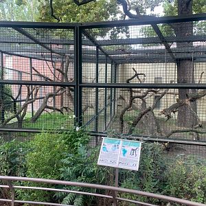 Colombian Black Spider Monkey enclosures
