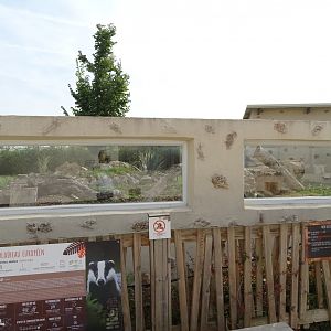 European badger and indian crested porcupine exhibit