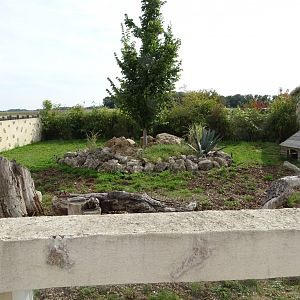 European badger and indian crested porcupine exhibit
