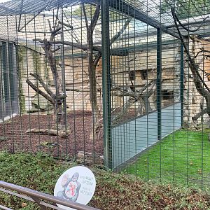 Guianan Weeper Capuchin enclosures