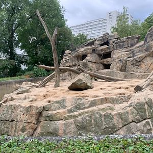 Hamadryas Baboon enclosure