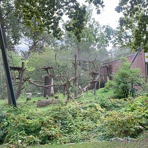 Hanuman Langur enclosure