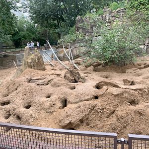 Meerkat enclosure