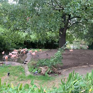 Greater Flamingo and Chilean Flamingo enclosure
