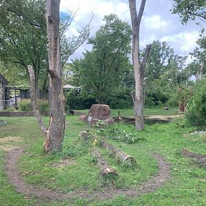 Lowland Tapir enclosure