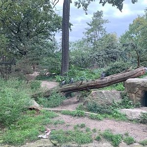 Eurasian Wolf enclosure