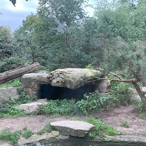 Eurasian Wolf enclosure