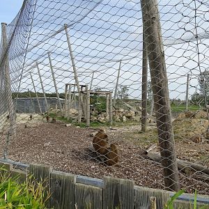 Guinea baboons exhibit