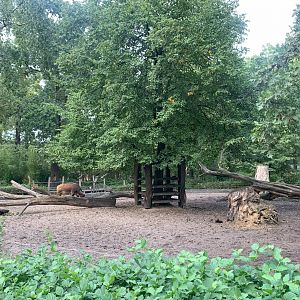 Congo Buffalo enclosure