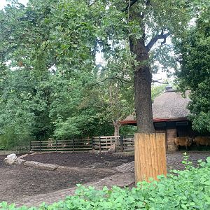 Congo Buffalo enclosure