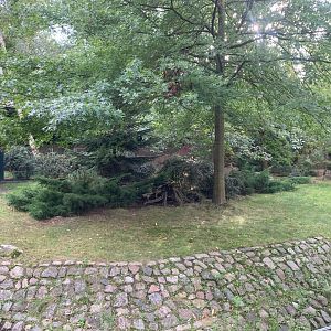 Southern Pudu enclosure