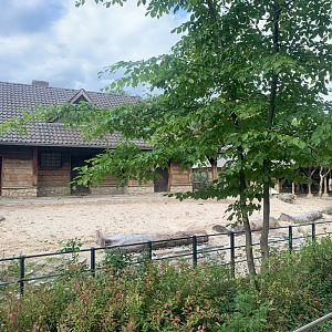 Domestic Water Buffalo enclosure