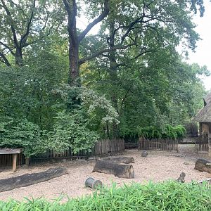 Sulawesi Babirusa enclosure