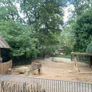 1st Sulawesi Babirusa enclosure