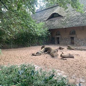 2nd Sulawesi Babirusa enclosure