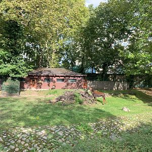 Black Sable Antelope enclosure