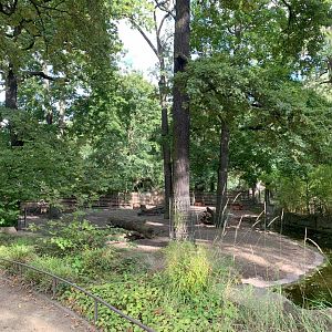 Eastern Bongo and Red Duiker enclosure