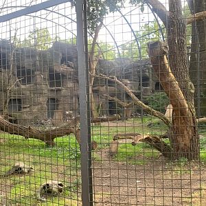 Western Eurasian Griffon Vulture and Marabou aviary